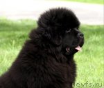 Превью фото № 65213