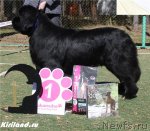 Превью фото № 65469