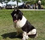 Превью фото № 65629