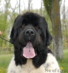 Превью фото № 65922