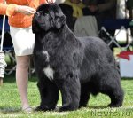 Превью фото № 66116