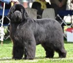 Превью фото № 66128