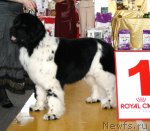 Превью фото № 66301