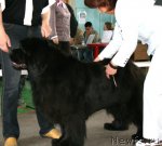 Превью фото № 66302