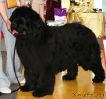 Превью фото № 66304