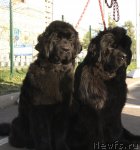 Превью фото № 66365