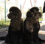 Превью фото № 66366