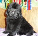 Превью фото № 66447