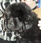 Превью фото № 66569