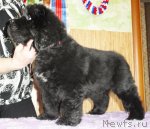 Превью фото № 66572