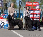 Превью фото № 66945