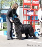 Превью фото № 66960