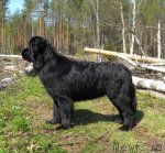 Превью фото № 67080