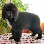 Превью фото № 67145