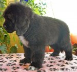 Превью фото № 67146