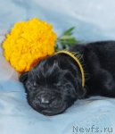 Превью фото № 67735