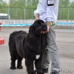 Превью фото № 68024