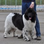 Превью фото № 68027