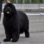 Превью фото № 68031