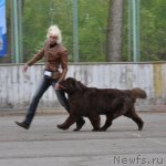 Превью фото № 68033