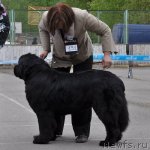 Превью фото № 68037