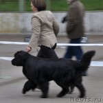 Превью фото № 68038