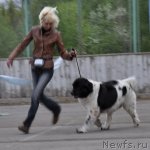 Превью фото № 68043