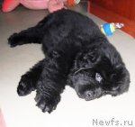 Превью фото № 68273