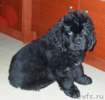 Превью фото № 68274