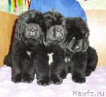 Превью фото № 68331