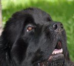 Превью фото № 68349