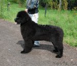 Превью фото № 68419