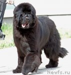 Превью фото № 68521