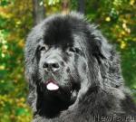 Превью фото № 6855