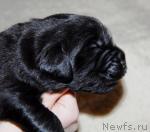 Превью фото № 6862