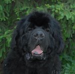 Превью фото № 68920