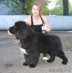 Превью фото № 69038