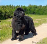 Превью фото № 69075