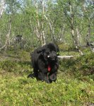 Превью фото № 69213