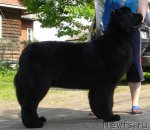 Превью фото № 69308