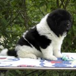 Превью фото № 69467