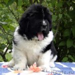 Превью фото № 69475