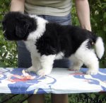 Превью фото № 69476