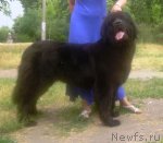 Превью фото № 69485