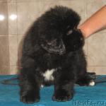 Превью фото № 6968