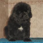 Превью фото № 6970