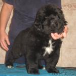 Превью фото № 6972