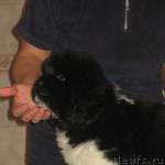 Превью фото № 6974