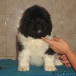 Превью фото № 6978