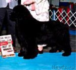 Превью фото № 69935